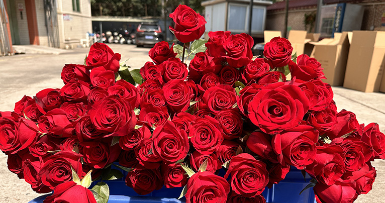 致最美的你！2024年三八婦女節如約而至，雅香麗懷揣著無比的敬意與期待，熱烈慶祝這個專屬于女性朋友們的盛大節日！